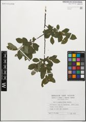 Foto von Salix myrsinifolia Salisb.